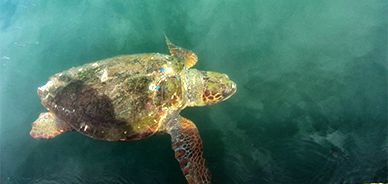 Caretta-Caretta Turtles